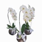 Orquídea cascatinha pote 12, base vidro, várias cores