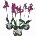 Orquídea phalaenopsis, pote 12, base de vidro