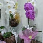 Orquídea cascata, pote 15,  em  aquário de vidro