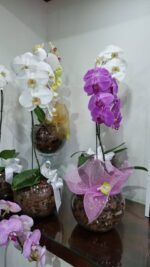 Orquídea cascata, pote 15,  em  aquário de vidro