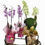 Orquídea Phalaenopsis, pt 12, em cachepot