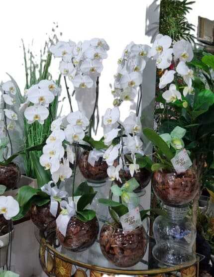 Orquidea Cascata pote 15 no vidro