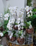 Orquidea Cascata pote 15 no vidro - Imagem 2