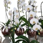 Orquidea Cascata pote 15 no vidro