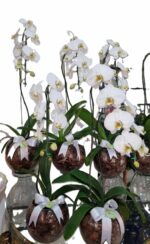 Orquidea Cascata pote 15 no vidro