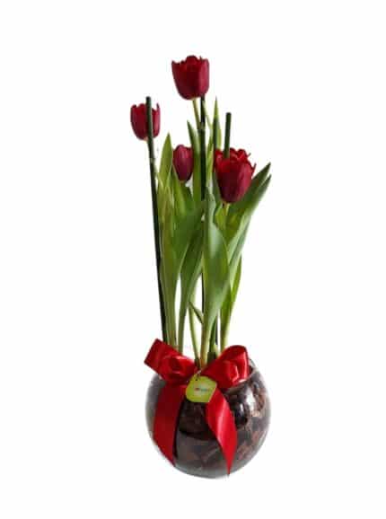 Tulipa plantada em base de vidro